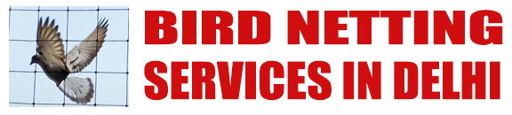 birdnettingservicesindelhi