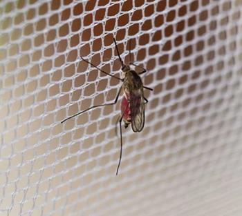 Mosquito Nets
